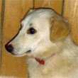 Click here for info on Bianca